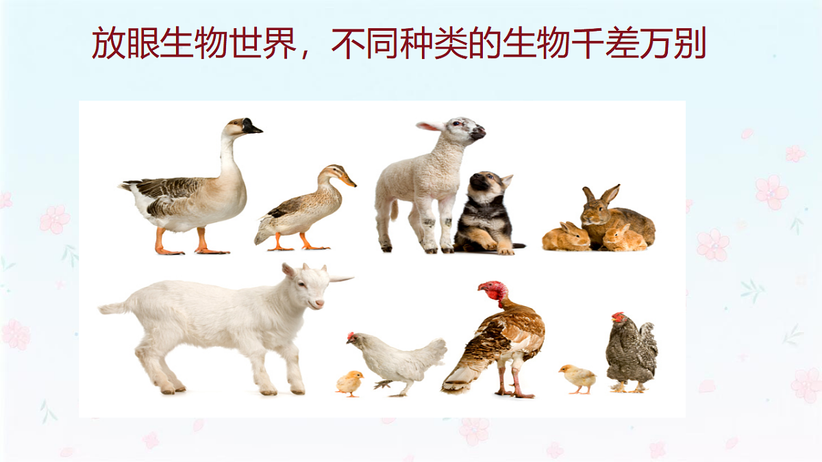 【核心生物】人教版初中生物八年级下册6.2.5《 生物的变异》课件第5页