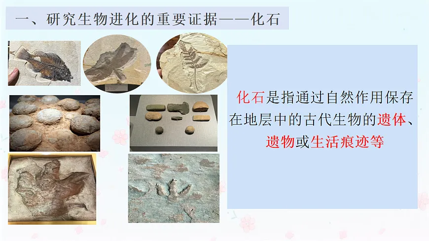 【核心生物】人教版初中生物八年级下册6.3.2《生物进化的历程》课件第5页