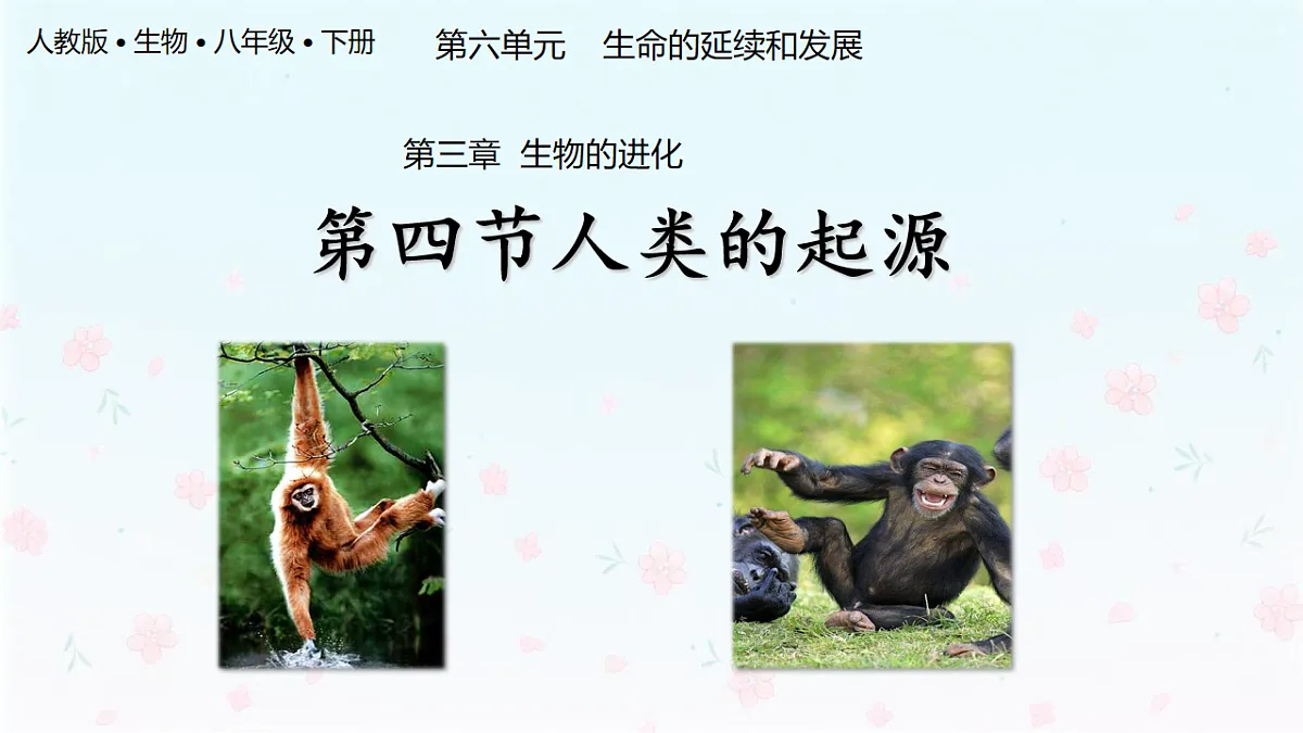 【核心生物】人教版初中生物八年级下册6.3.4《人类的起源》课件第1页