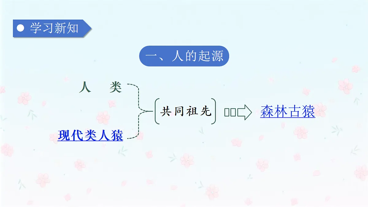 【核心生物】人教版初中生物八年级下册6.3.4《人类的起源》课件第7页