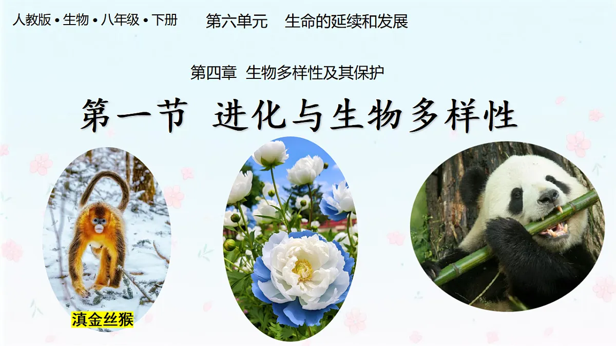 【核心生物】人教版初中生物八年级下册6.4.1《进化与生物多样性》课件第1页