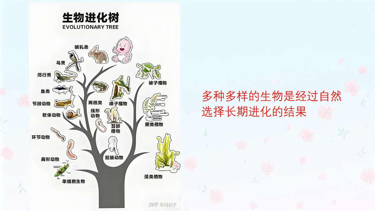 【核心生物】人教版初中生物八年级下册6.4.1《进化与生物多样性》课件第5页