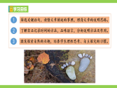 【任务型教学】统编语文八下8《 时间的脚印》 课件+教案+导学案（师生版）+同步测试（含答案）
