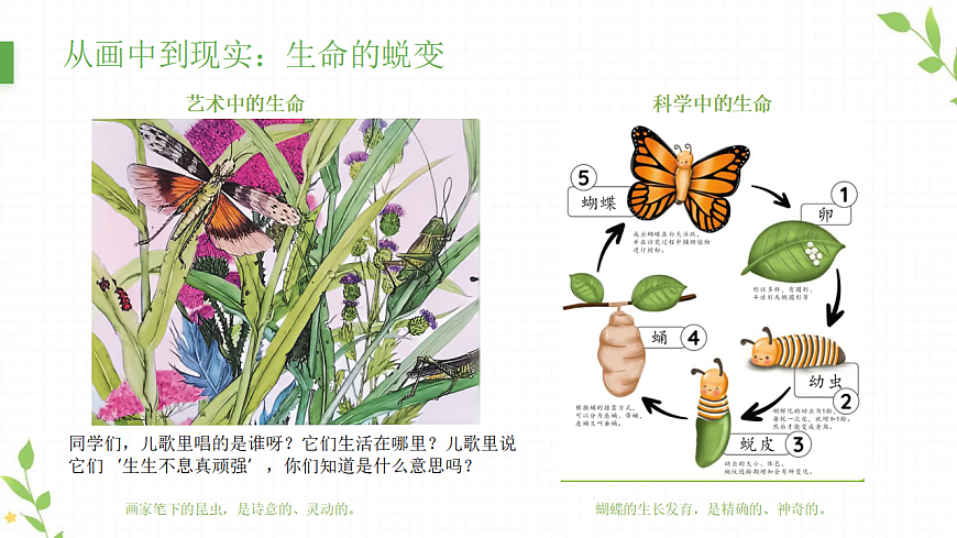 不息的生命：昆虫记录卡创作课第5页