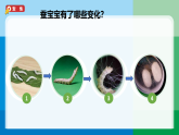 2026年教科版科学三年级下册 2.5《蚕变了新模样》 (教案+课件)