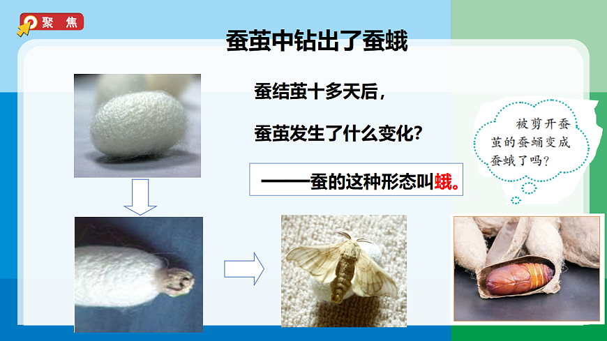 三下2-6《茧中钻出了蚕蛾》第2页