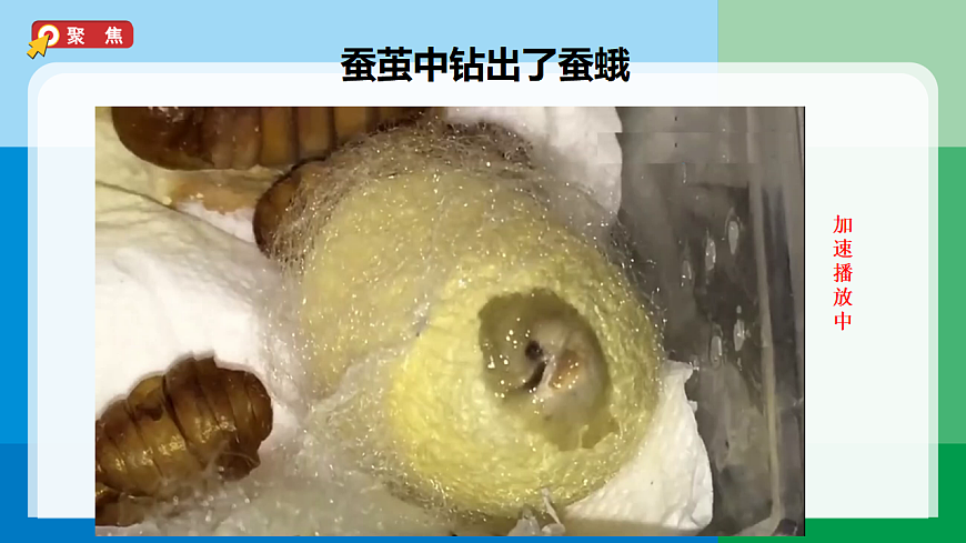 三下2-6《茧中钻出了蚕蛾》第3页