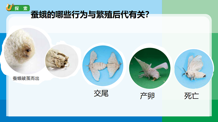 三下2-6《茧中钻出了蚕蛾》第5页