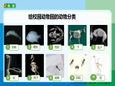 2026年教科版科学三年级下册 2.1《不同种类的动物》 (教案+课件)