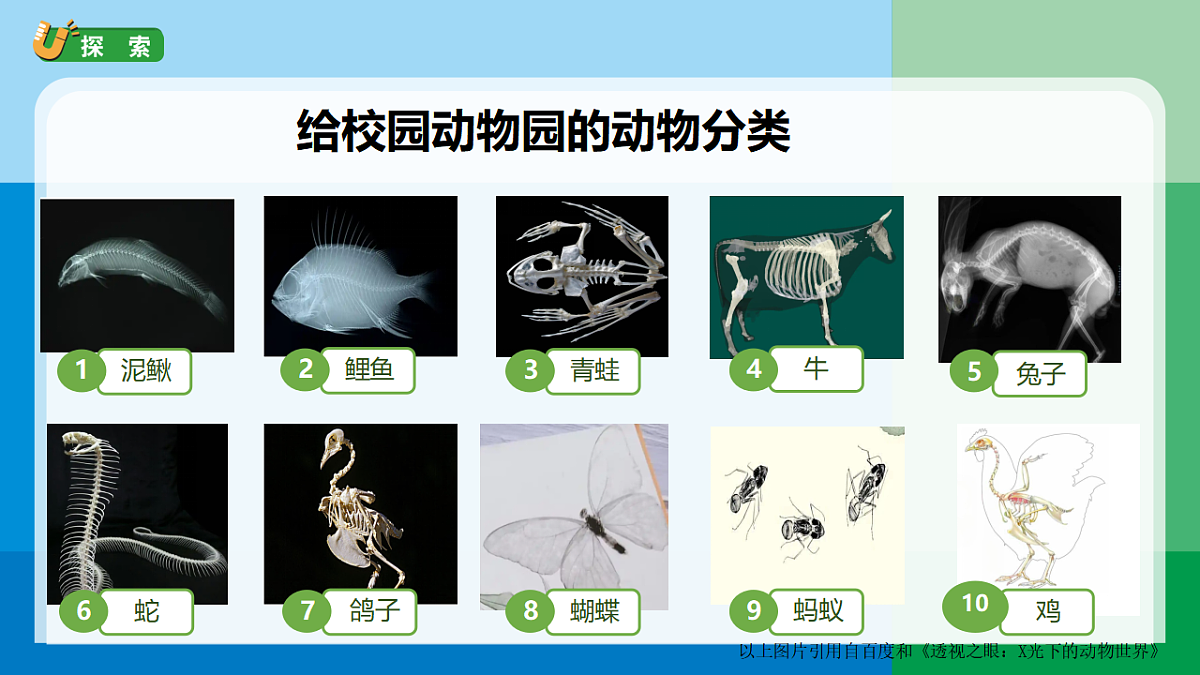 三下2-1《不同种类的动物》第5页