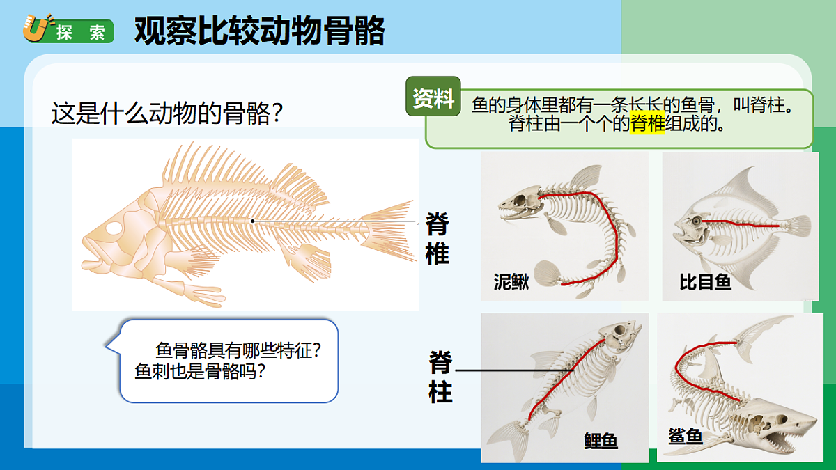 三下2-1《不同种类的动物》第6页