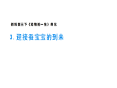 2026年教科版科学三年级下册 2.3《迎接蚕宝宝的到来》 (教案+课件)