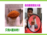 【任务型教学】统编语文八下11《 核舟记》 课件+教案+导学案（师生版）+同步测试（含答案）