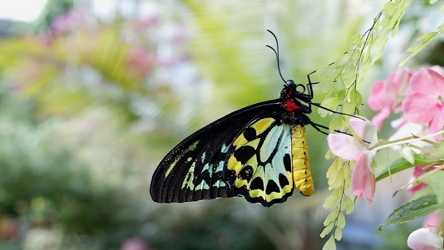 【核心素养】部编版小学语文二年级下册21 小毛虫-课件第2页