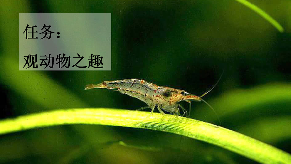 11 小虾【新课标版】第2页