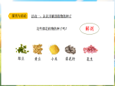 大象版（2024）科学三年级下册 2.2播种与萌发 （课件）