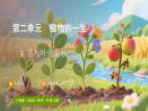 大象版（2024）科学三年级下册 2.3茎和叶的生长 （课件）