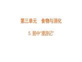 2026年大象版三年级科学下册 3.5《肠中“漫游记”》（课件）