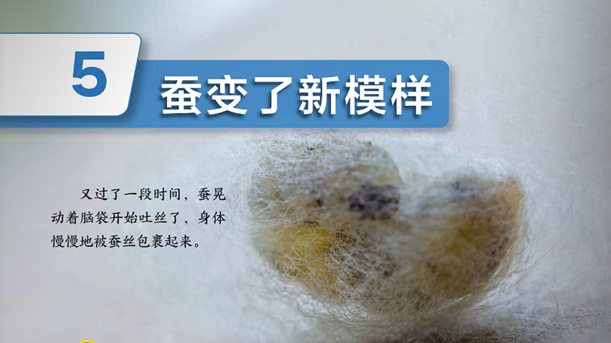 2.5蚕变了新模样（教学课件）科学三年级下册（教科版2024）第3页