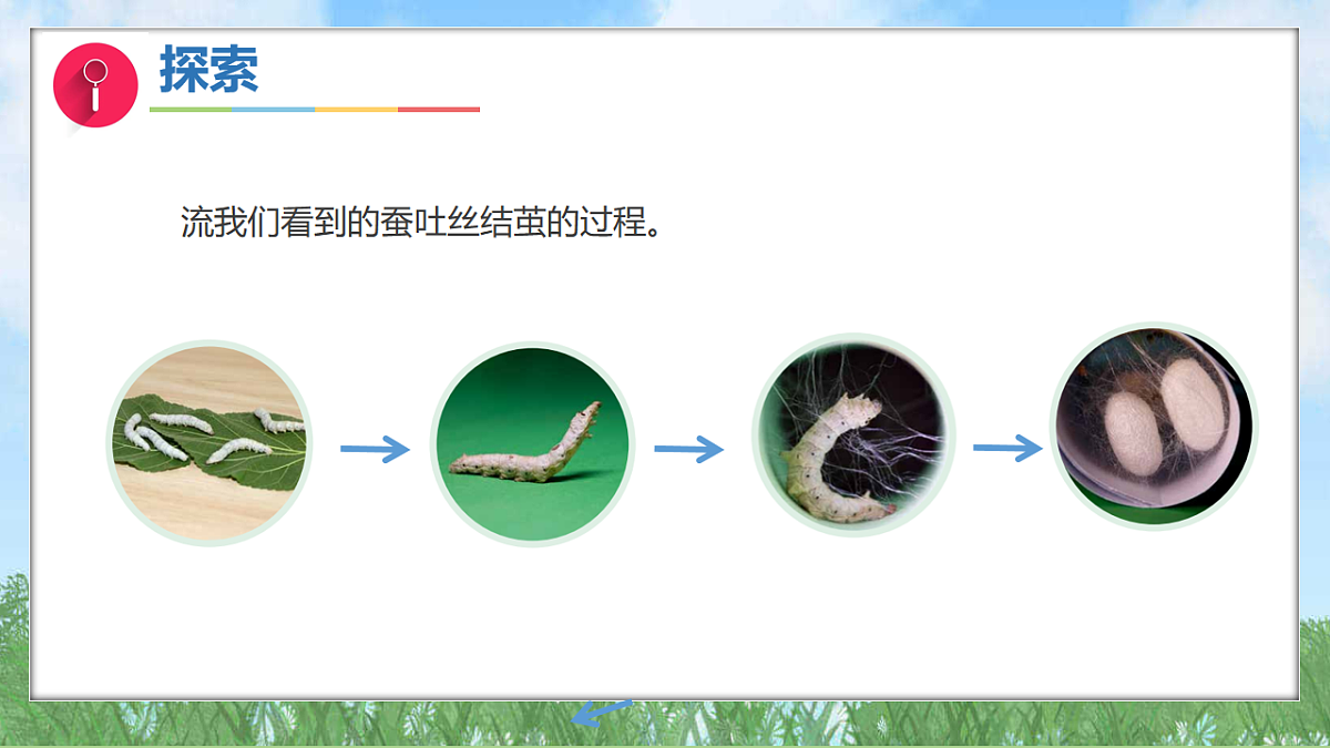 2.5蚕变了新模样（教学课件）科学三年级下册（教科版2024）第5页