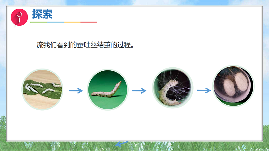 2.5蚕变了新模样（教学课件）科学三年级下册（教科版2024）第5页