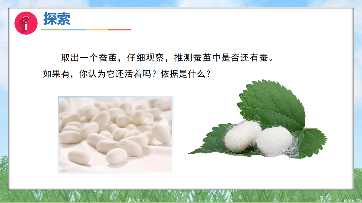 2.5蚕变了新模样（教学课件）科学三年级下册（教科版2024）第6页