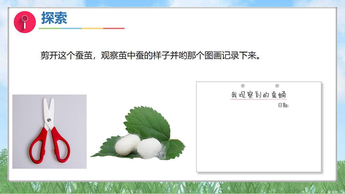 2.5蚕变了新模样（教学课件）科学三年级下册（教科版2024）第7页