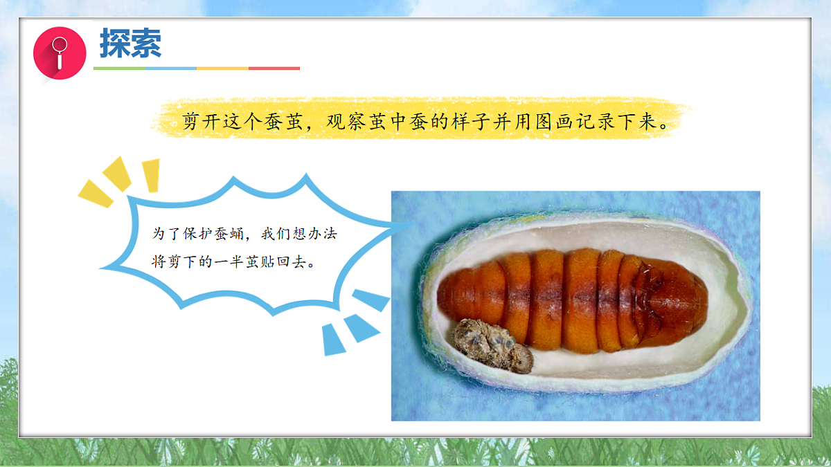 2.5蚕变了新模样（教学课件）科学三年级下册（教科版2024）第8页