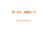 2.3《茎和叶的生长》 课件 大象版科学三年级下册