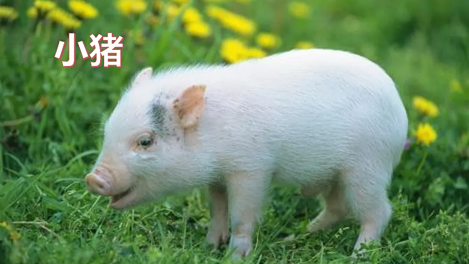 17920455第5页