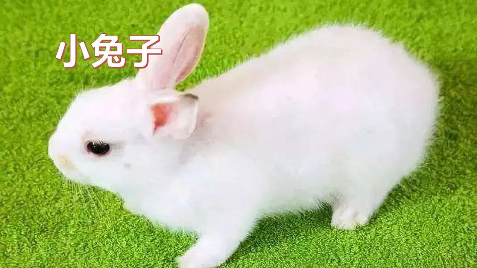 17920455第6页