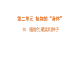 2026年青岛版（54制）三年级科学下册 10.植物的果实和种子（课件）