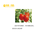 2026年青岛版（54制）三年级科学下册 10.植物的果实和种子（课件）