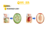 2026年青岛版（54制）三年级科学下册 10.植物的果实和种子（课件）