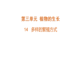 2026年青岛版（54制）三年级科学下册 14.多样的繁殖方式（课件）