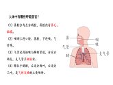 2026年青岛版（63制）三年级科学下册 3 我们的呼吸器官（课件）