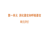 2026年青岛版（63制）三年级科学下册 第1单元 消化器官和呼吸器官 单元评价（课件）