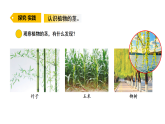 2026年青岛版（63制）三年级科学下册 11.植物的茎（课件）