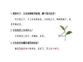 2026年青岛版（63制）三年级科学下册 11.植物的茎（课件）