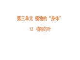 2026年青岛版（63制）三年级科学下册 12.植物的叶（课件）