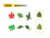 2026年青岛版（63制）三年级科学下册 12.植物的叶（课件）
