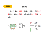 2026年青岛版（63制）三年级科学下册 13.植物的花（课件）