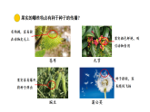 2026年青岛版（63制）三年级科学下册 14.植物的果实和种子（课件）