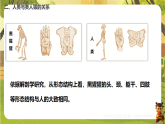 6.3.4人类的起源（课件）--2025-2026学年(新教材）冀少版生物八年级下册