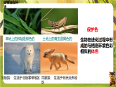 7.1.2.2生物对环境的适应和影响（课件）--2025-2026学年(新教材）冀少版生物八年级下册