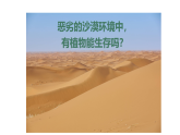 2026年苏教版三年级科学下册 3.11沙漠中的植物(课件)