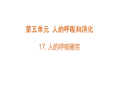 2026年苏教版三年级科学下册 5.17人的呼吸器官(课件)