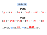 2026年苏教版三年级科学下册 5.17人的呼吸器官(课件)