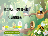 教科版（2024）科学三年级下册 2.4幼蚕在生长（课件）