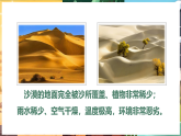 苏教版（2024）科学三年级下册 3.11.沙漠中的植物（课件）